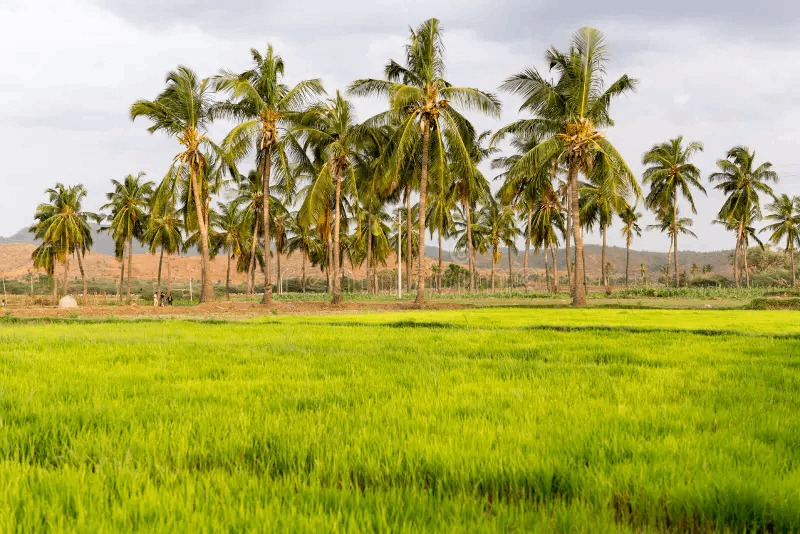Settigunta Farms