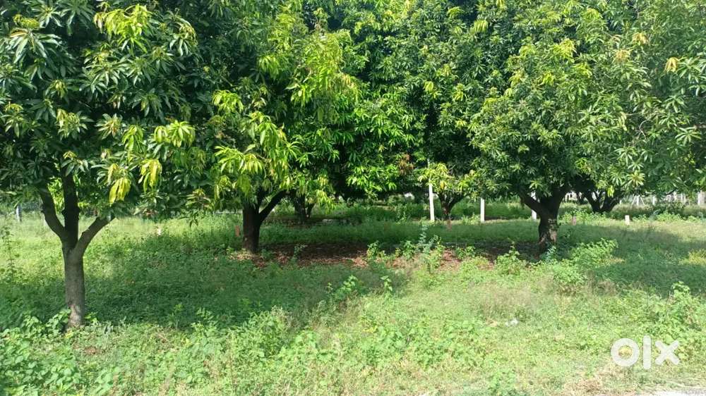 Lakkireddyvari Mango Garden